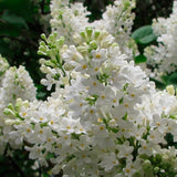 Liliac (Syringa) Copac Agnes Smith, cu Flori Albe