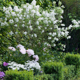 Liliac (Syringa) Copac Agnes Smith, cu Flori Albe