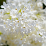 Liliac (Syringa) Copac Agnes Smith, cu Flori Albe