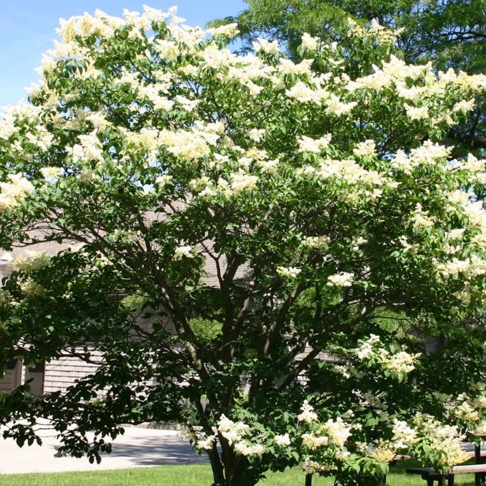 Liliac (Syringa) Copac Agnes Smith, cu Flori Albe