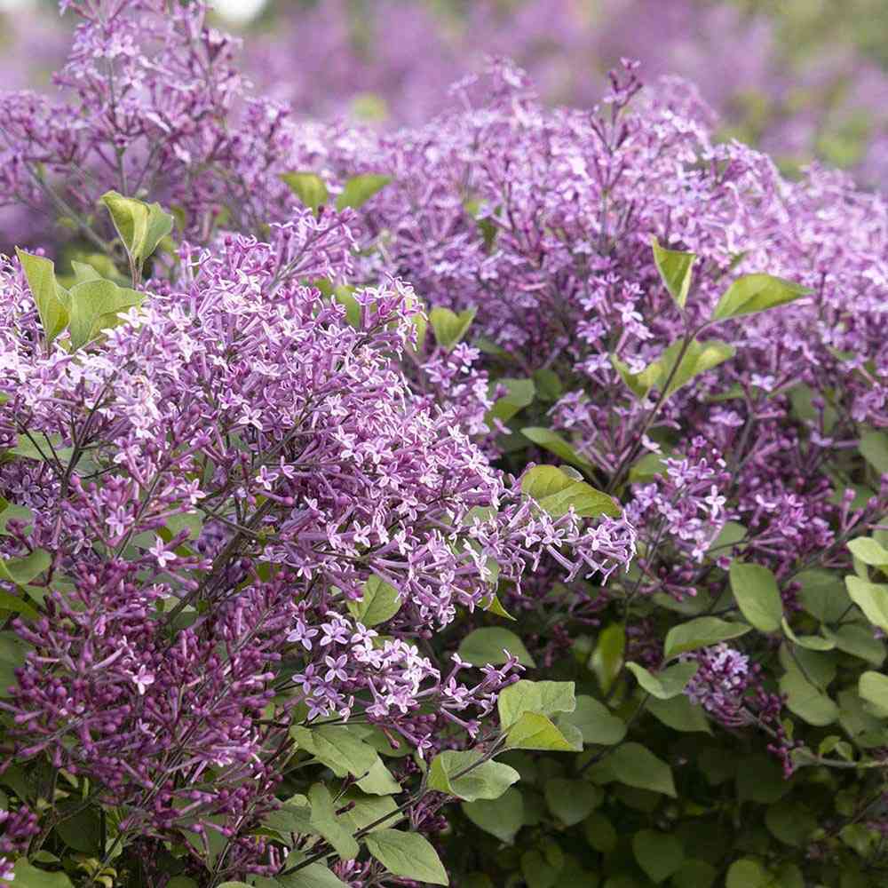 Люляк (Syringa) Dark Purple Bloomerang Tree, с тъмно лилави цветя и повтарящ се цъфтеж