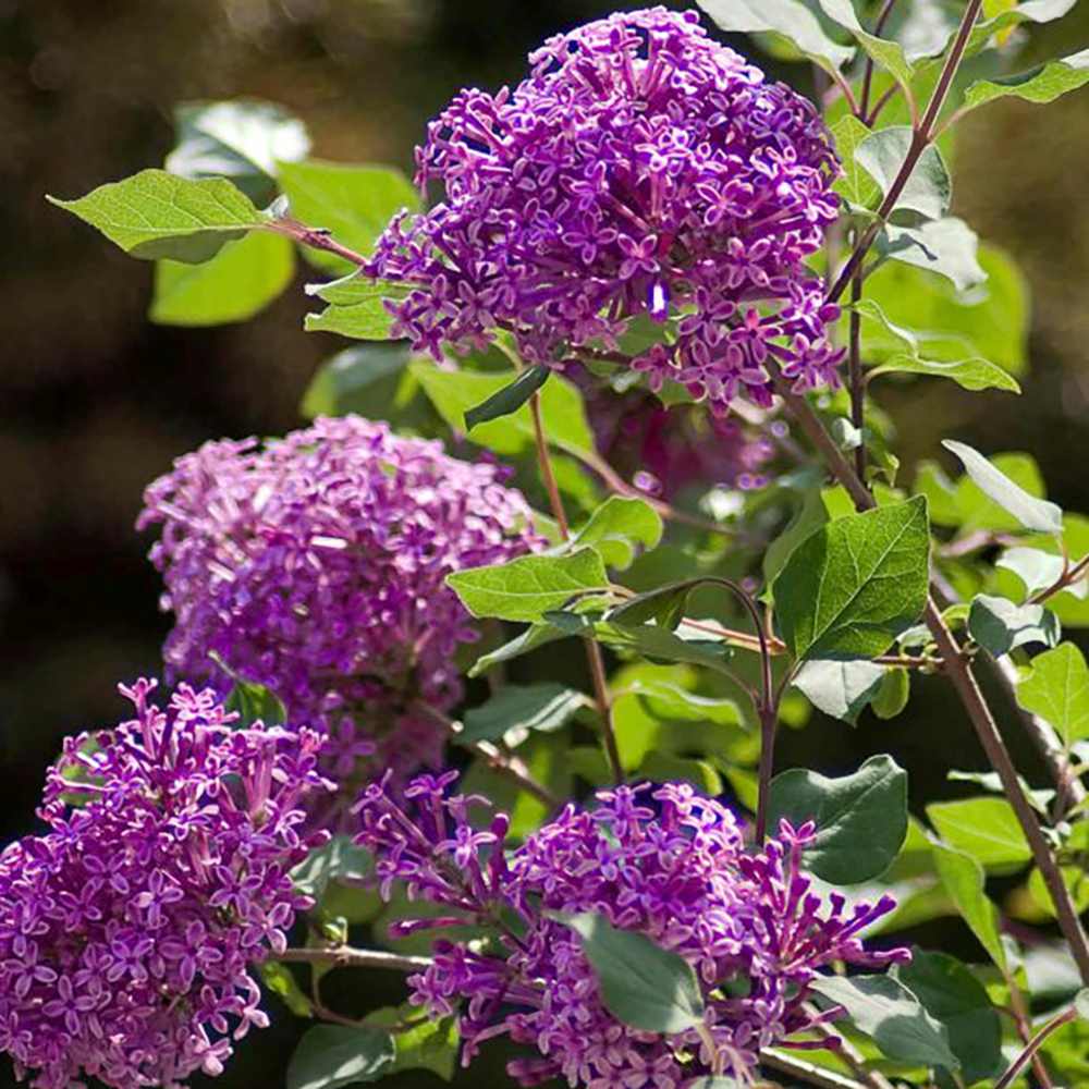 Люляк (Syringa) Dark Purple Bloomerang Tree, с тъмно лилави цветя и повтарящ се цъфтеж
