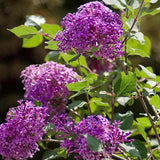 Люляк (Syringa) Dark Purple Bloomerang Tree, с тъмно лилави цветя и повтарящ се цъфтеж