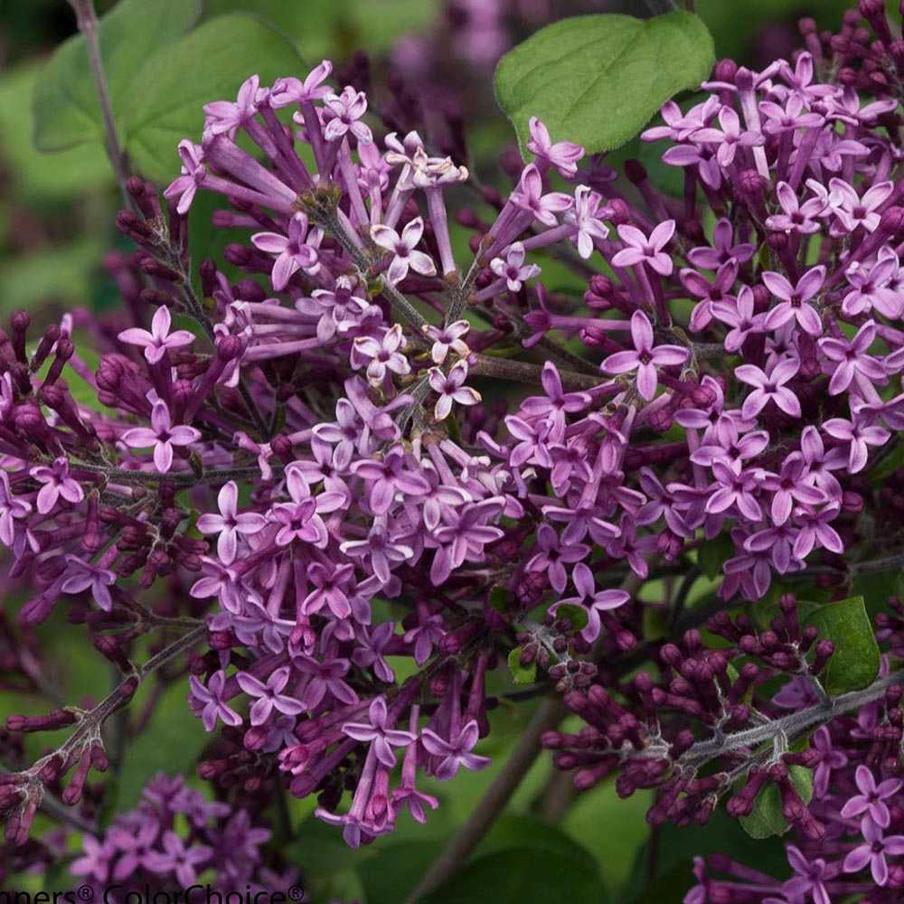 Люляк (Syringa) Dark Purple Bloomerang Tree, с тъмно лилави цветя и повтарящ се цъфтеж