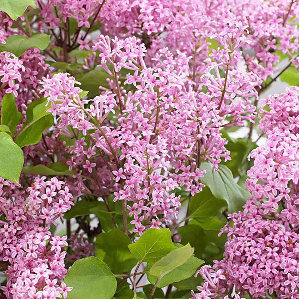 Liliac (Syringa) Copac Josee, cu Flori Roz - VERDENA - Tulpina 70 cm, ghiveci de 6.5 l