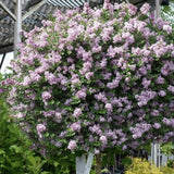 Liliac (Syringa) Copac Josee, cu Flori Roz - VERDENA - Tulpina 70 cm, ghiveci de 6.5 l