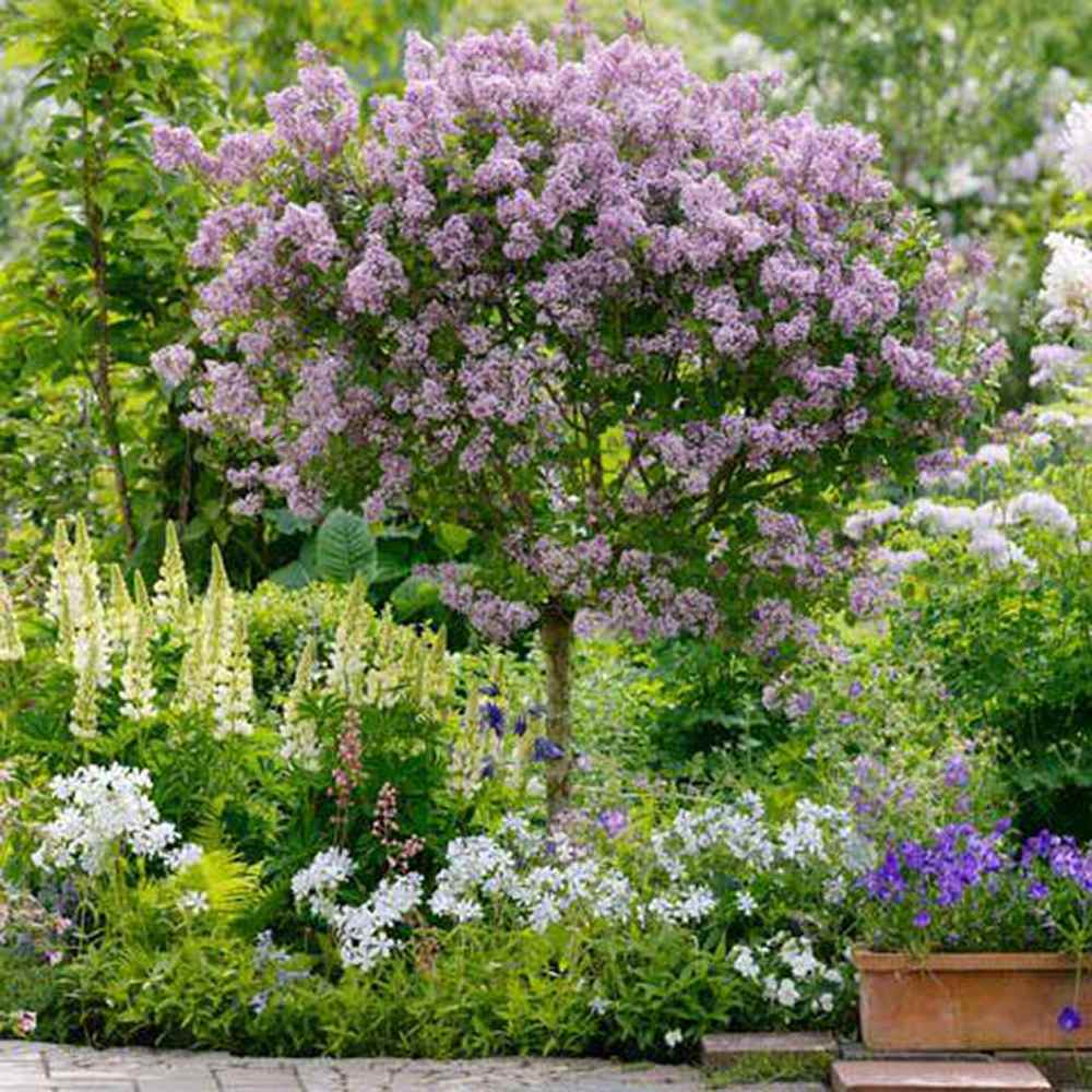Liliac (Syringa) Copac Palibin, cu Flori mov-deschis