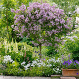 Liliac (Syringa) Copac Palibin, cu Flori mov-deschis