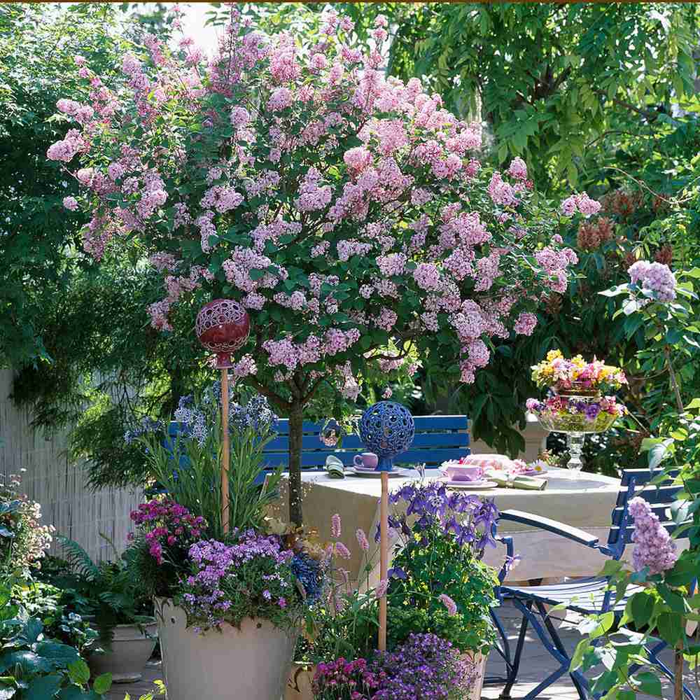 Liliac (Syringa) Copac Palibin, cu Flori mov-deschis