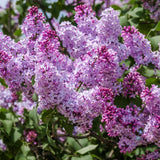 Liliac Vulgaris (Syringa)