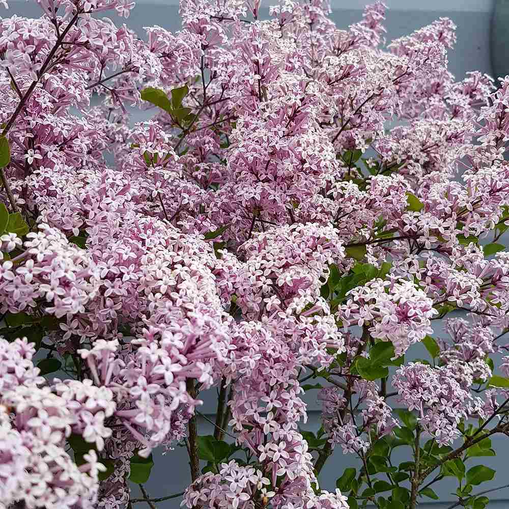 Люляк (Syringa) дърво Palibin, двоен цъфтеж розово-лилав, интензивен аромат, декоративен, за саксия или малка градина