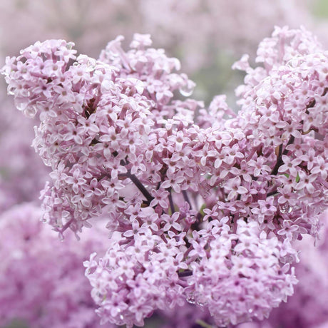 Liliac roz-deschis corean Palibin (Syringa)