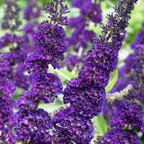 Liliac de Vara mov-inchis Black Knight (Buddleja)