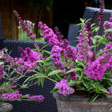 Liliac de Vara roz-violet Tutti Frutti (Buddleja)