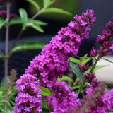Liliac de Vara roz-violet Tutti Frutti (Buddleja)
