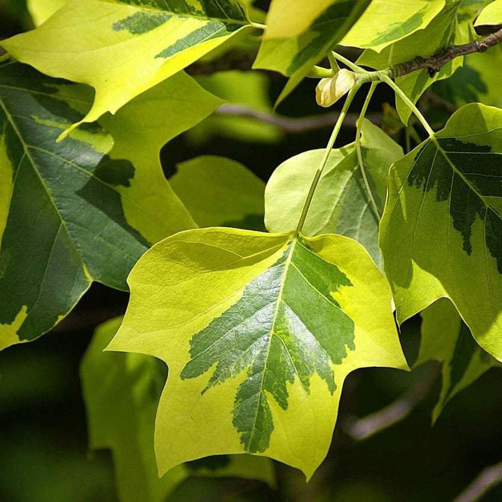 Arborele Lalea Aureomarginatum (Liriodendron Tulipifera), arbore cu lalele frunze pestrite, margini galbene, decorativ gradina