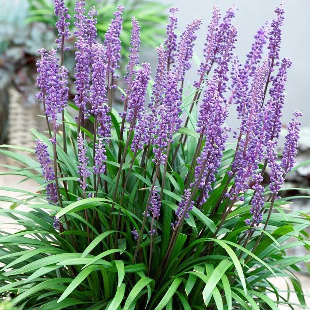 Iarba Ornamentala Liriope Big Blue