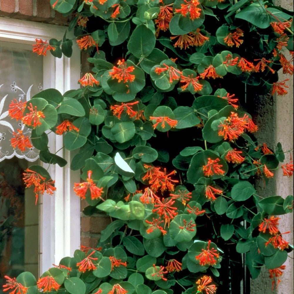 Mana Maicii Domnului/Caprifoi (Lonicera) Dropmore Scarlet, cu flori rosii, cataratoare