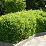 Lonicera Maigrun