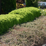 Lonicera Maigrun
