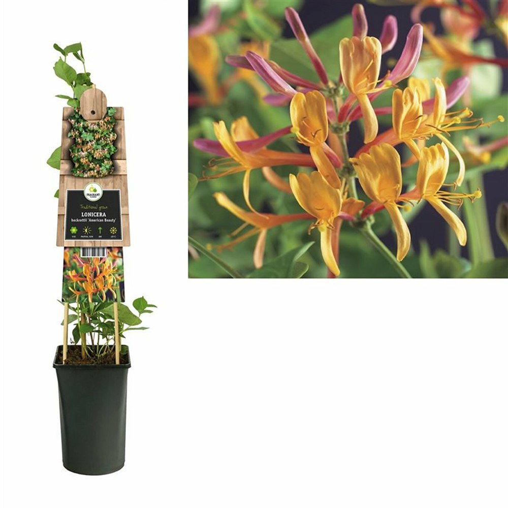 Орлови нокти (Lonicera) American Beauty, катерлива, ароматна, с розово-виолетови цветове, бързорастяща, студоустойчива