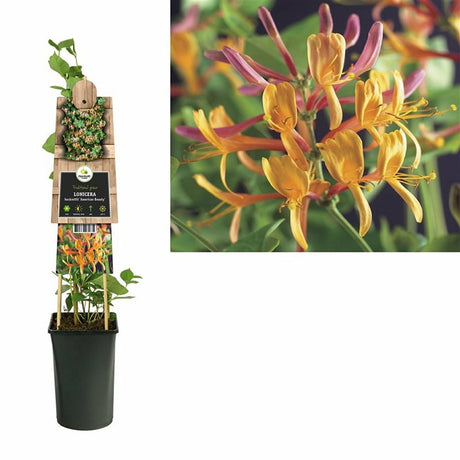 Орлови нокти (Lonicera) American Beauty, катерлива, ароматна, с розово-виолетови цветове, бързорастяща, студоустойчива