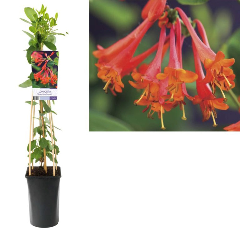 Mana Maicii Domnului/Caprifoi (Lonicera) Dropmore Scarlet, cu flori rosii, cataratoare, parfumata, decorativa, crestere rapida