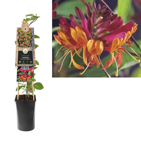 Орлови нокти (Lonicera) Goldflame, катерливо растение с ароматни розово-жълти цветове, бърз растеж