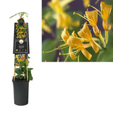 Орлови нокти (Lonicera) Mandarin, с оранжеви цветове, катерлива, ароматна, бързорастяща, декоративна и студоустойчива