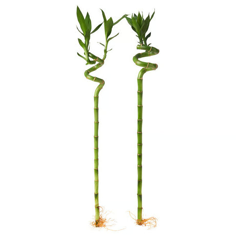 Щастлив бамбук Dracaena Sanderiana – спирални стъбла 60 см, стайно растение Feng Shui