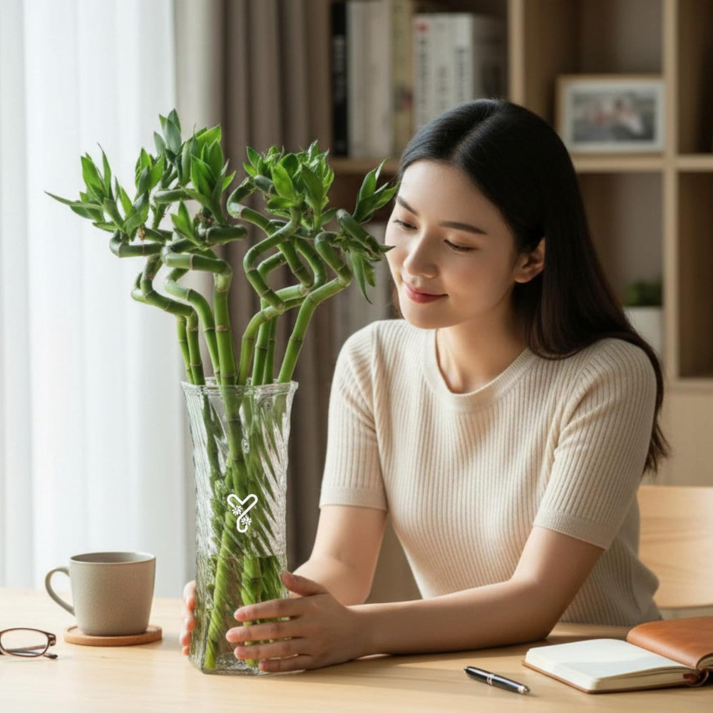 Бамбук на щастието спирала 70-80 см – елегантна стайна декоративна растение Feng Shui