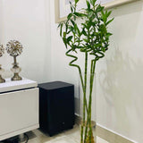 Бамбук на щастието спирала 70-80 см – елегантна стайна декоративна растение Feng Shui
