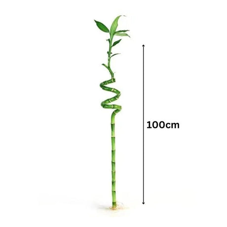 Бамбук спираловиден Lucky/Късметлийски - 100 см