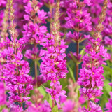 Rachitan Lythrum Salicaria Robin, cu flori roz
