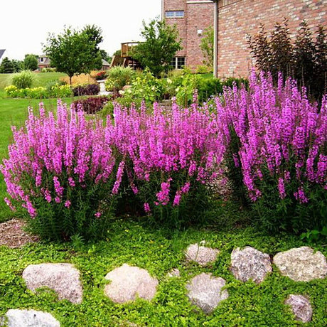 Rachitan Lythrum Salicaria Robin, с розови цветове