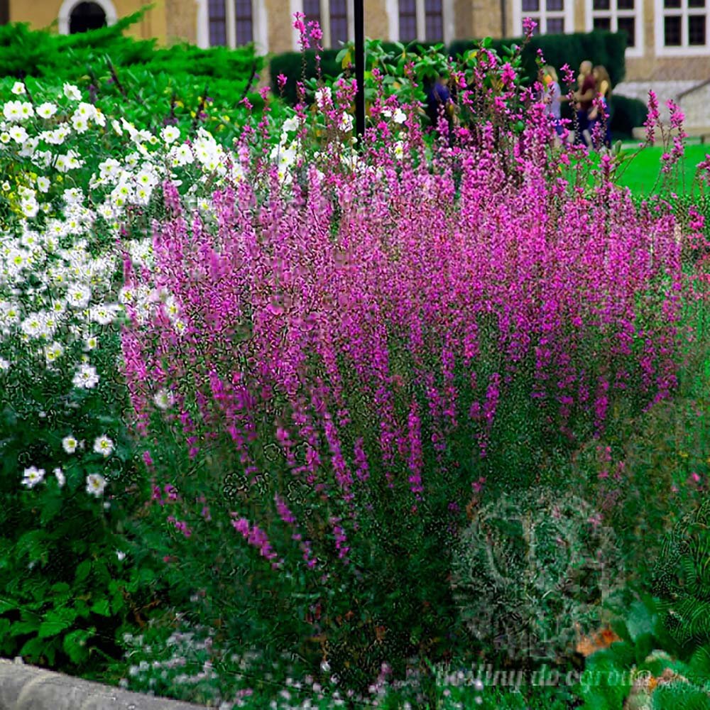 Rachitan Lythrum Salicaria Robin, cu flori roz