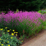 Rachitan Lythrum Salicaria Robin, cu flori roz