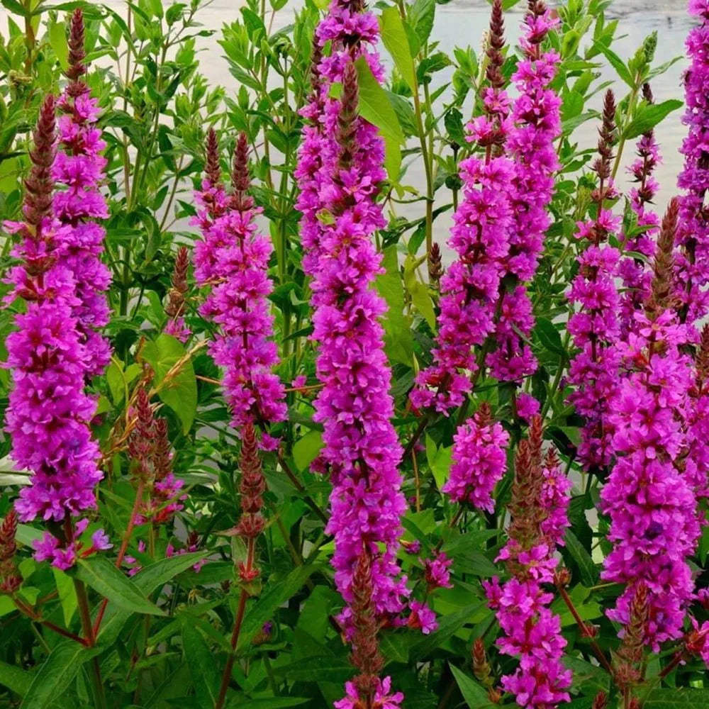 Върбовиден лихнис Lythrum Salicaria Robin, с розови цветове