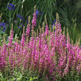 Rachitan Lythrum Salicaria Robin, cu flori roz