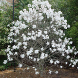 Magnolia alba Stellata - Tip copac