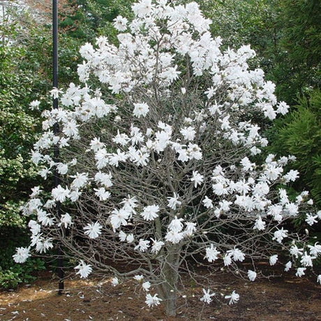 Magnolia alba Stellata - Tip copac