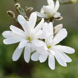 Magnolia alba Stellata - Tip copac