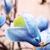 Magnolia Albastra Blue Opal