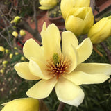 Magnolia galbena Butterfly