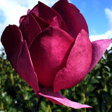 Purple Magnolia Emperor PBR