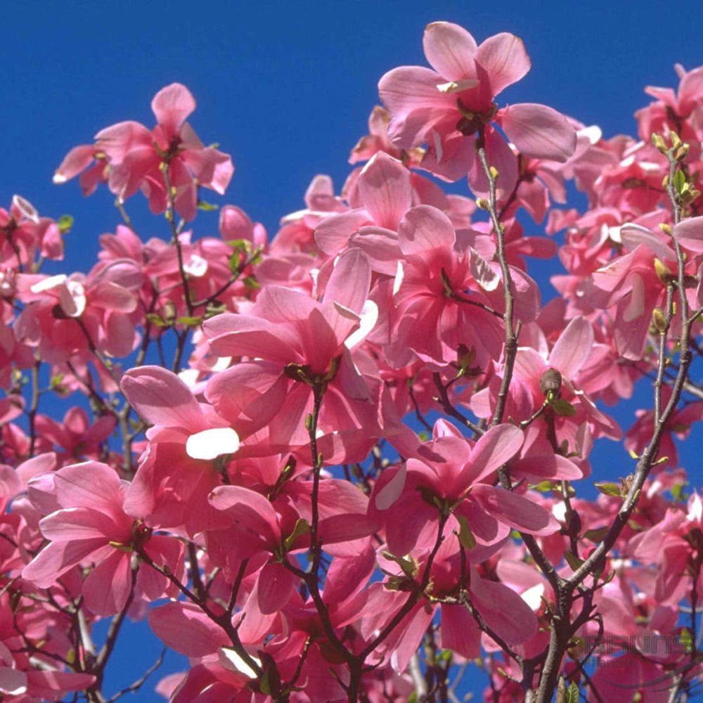 Magnolia roz-purpuriu Galaxy