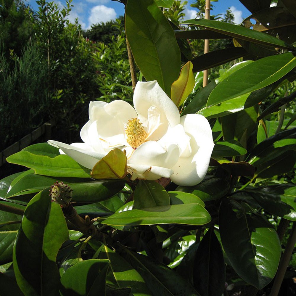Magnolia Grandiflora Gallisoniensis Evergreen, с бели цветя