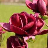 Magnolia rosu-purpuriu-intens Genie