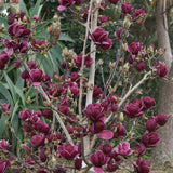 Magnolia rosu-purpuriu-intens Genie