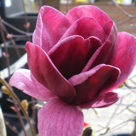 Magnolia rosu-purpuriu-intens Genie